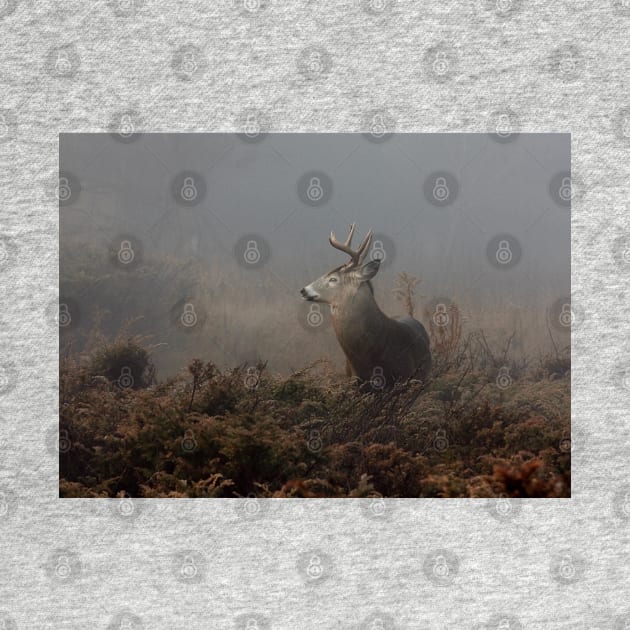 Big Buck - White-tailed Deer by Jim Cumming